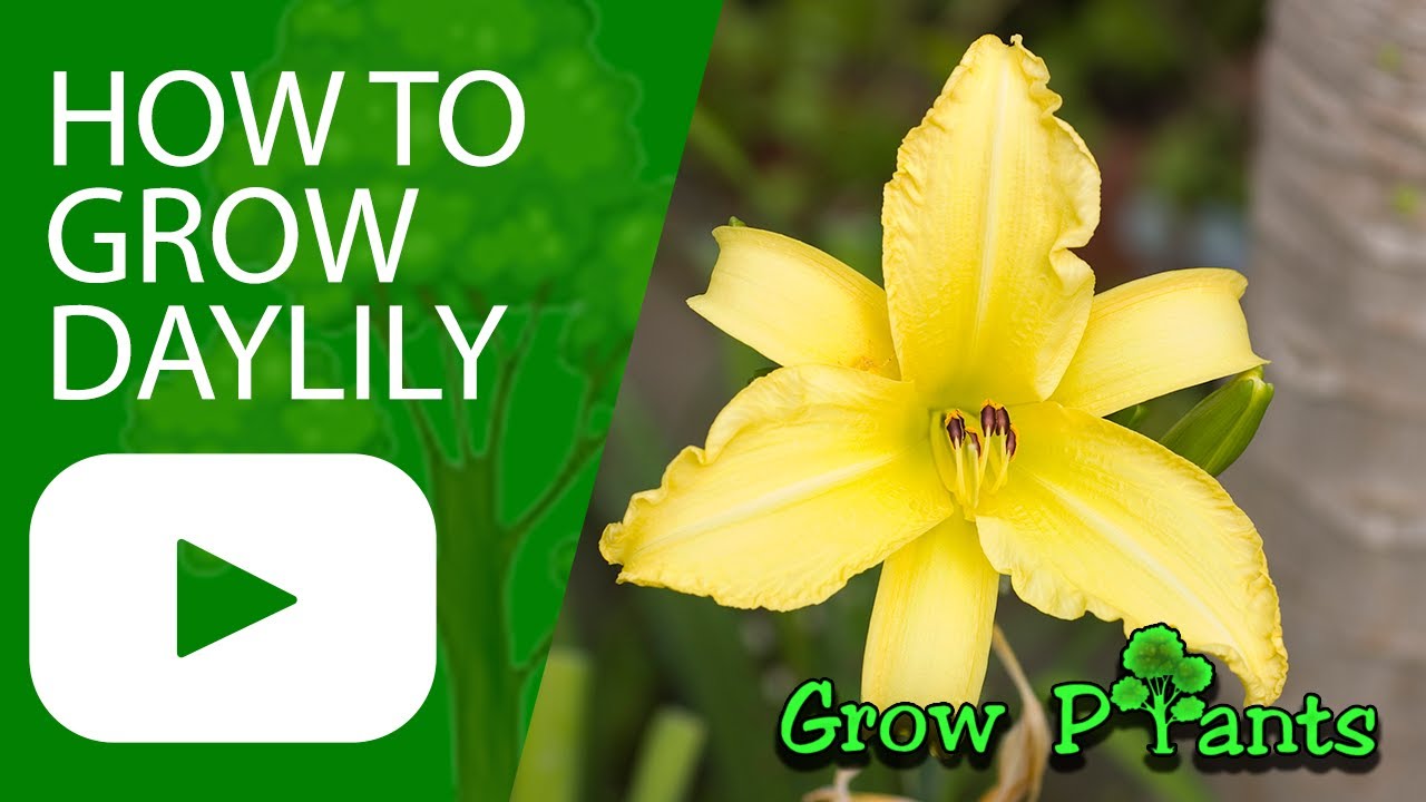 How to grow Daylily plant (Hemerocallis)