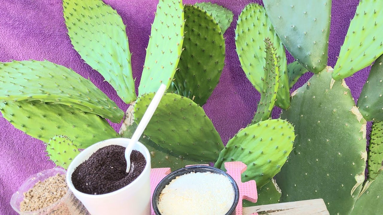 3 super fertilizantes para nopales te dan muchos y muy grandes y orgánicos
