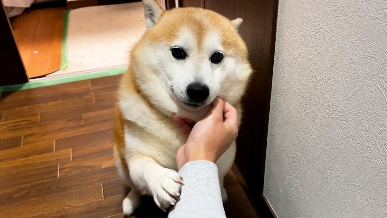 Shibe greets the family like a star when they return from early voting.