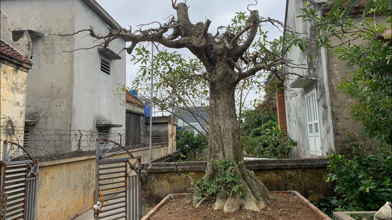 Siêu nhân cây duối gốc khủng 