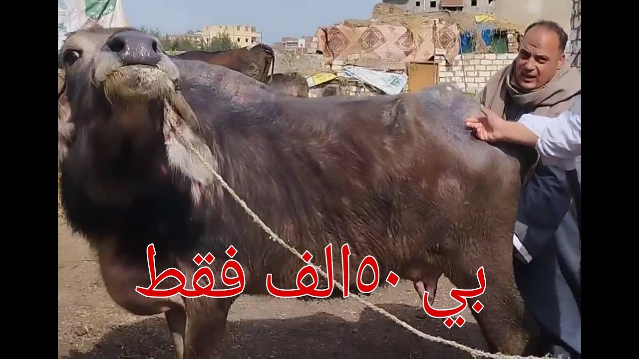 #فرصه الفلاج ارخص جاموسه والده من مزرعه المعلم جمعه بسعر مغري جدا 50الف بتاريخ 3/2/2025