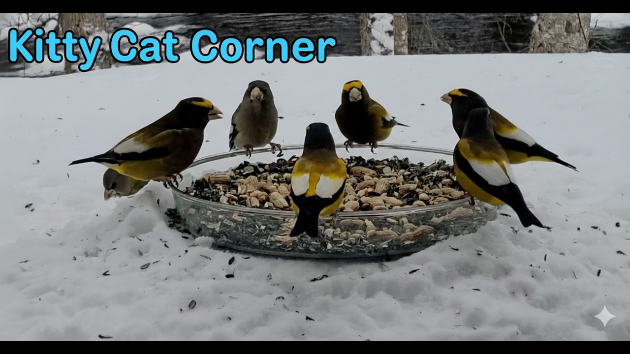 Winter Cat TV HD: For your bored fur babies. 🐦😻