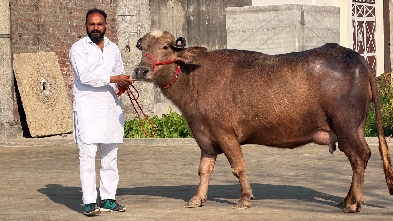 98725-48727, ਮੋਰਾ ਝੋਟੀ ਅਤੇ ਬੂਰੀ ਝੋਟੀ ਵਿਕਾਊ ਗੱਬਣ ਚੰਗੇ ਦੁੱਧ ਵਾਲੀਆਂ ਪਿੰਡ ਦੀਪਗੜ੍ਹ ਬਰਨਾਲਾ