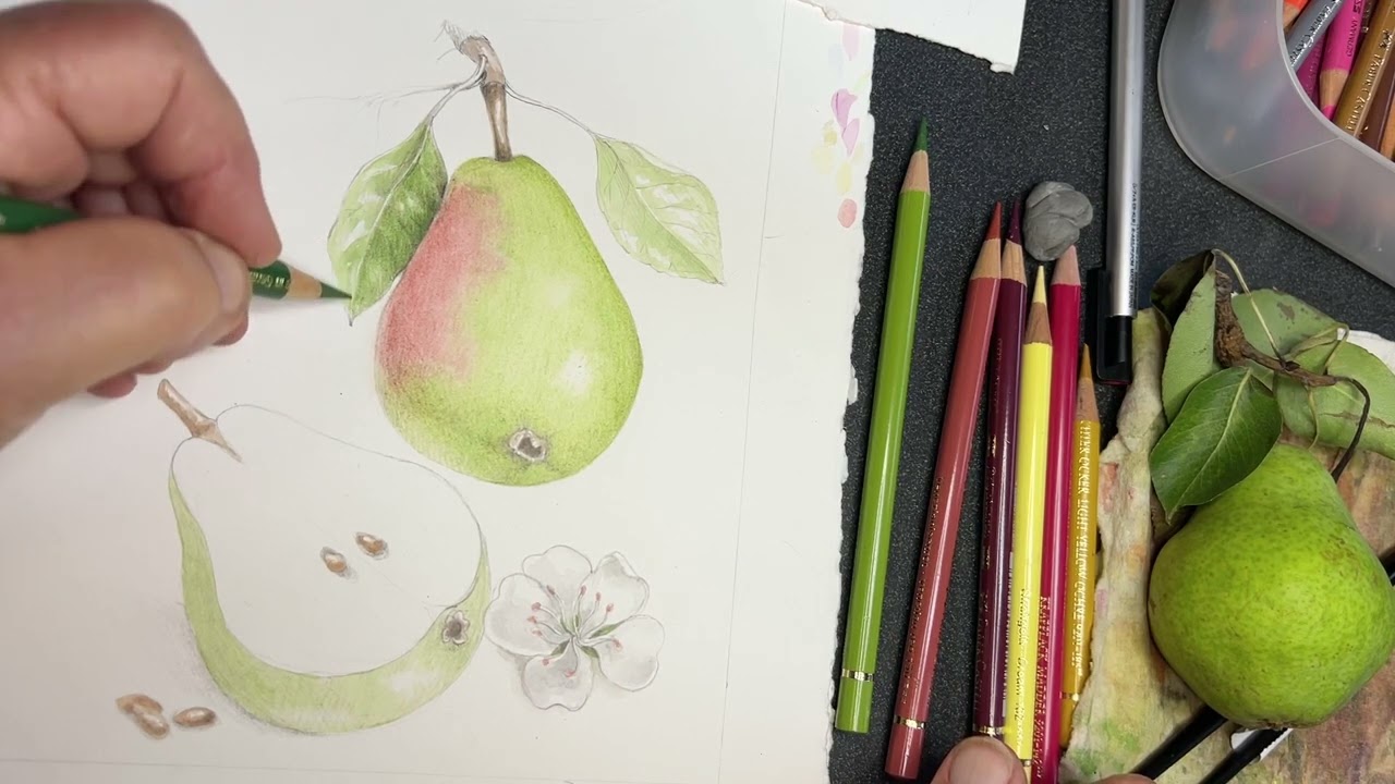 drawing a pear rose family