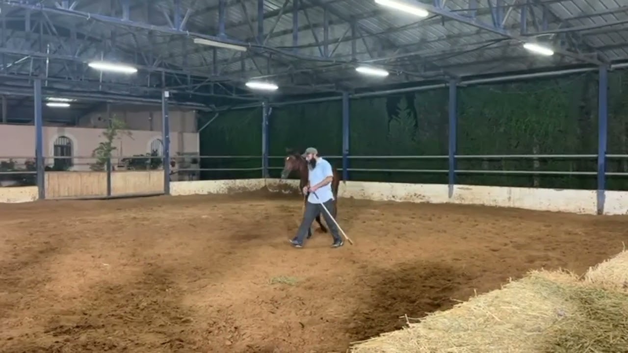 🐎 تواصل وقراءة الخيول: لمحة من أمسية تدريبية مع مهرة عربية