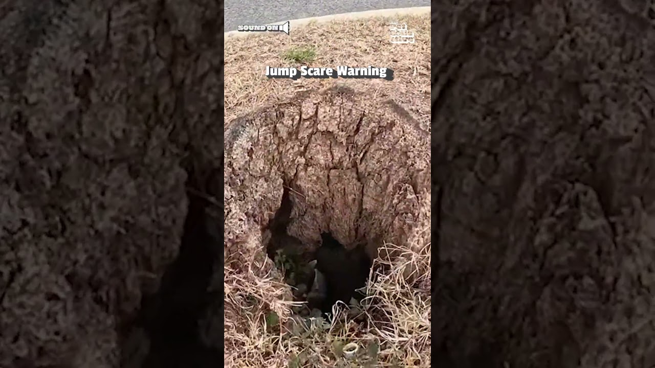 Chicken Jumps Out Of Hole In The Ground