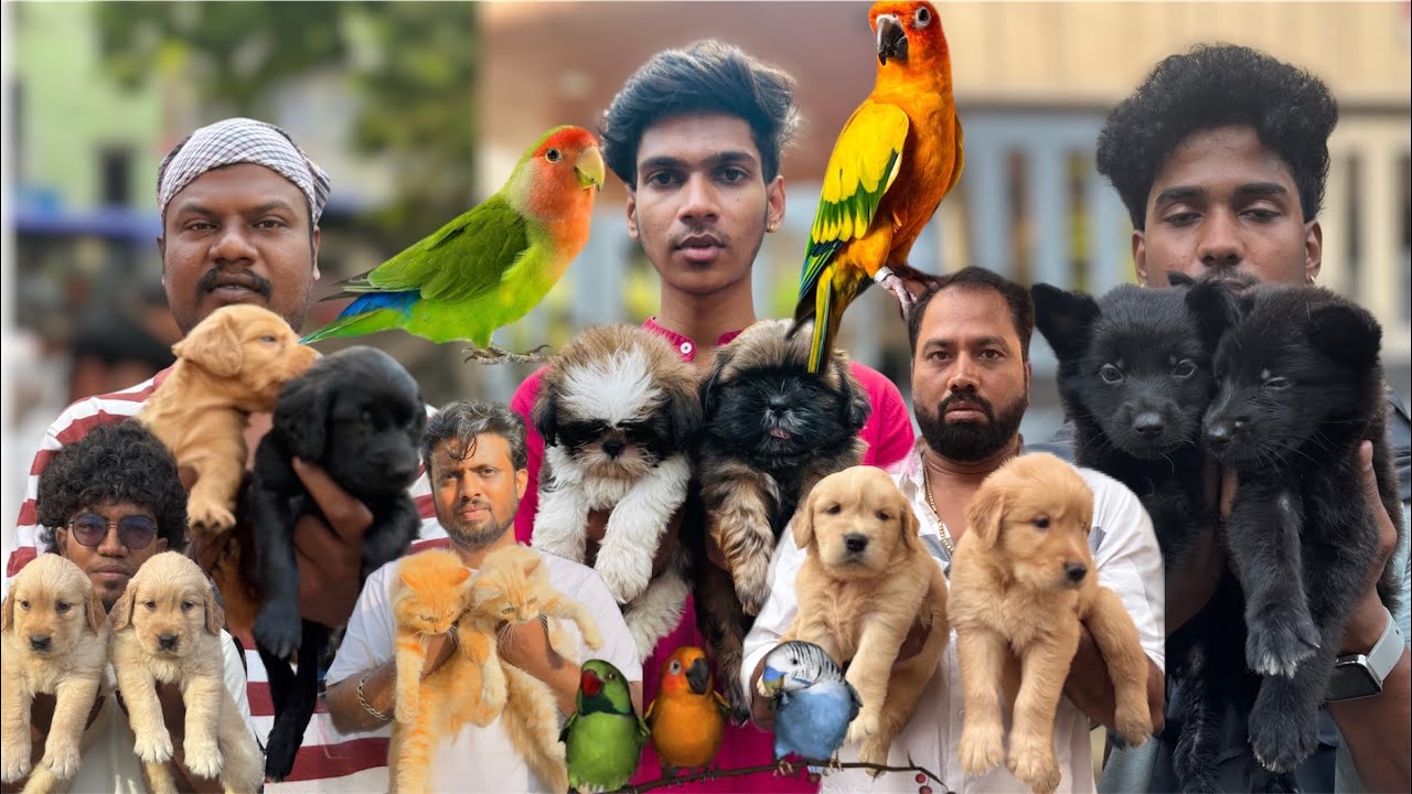 Pets Vlog Chennai | Cute Pets in Low Price only Sunday,Timing 6am to 12pm 