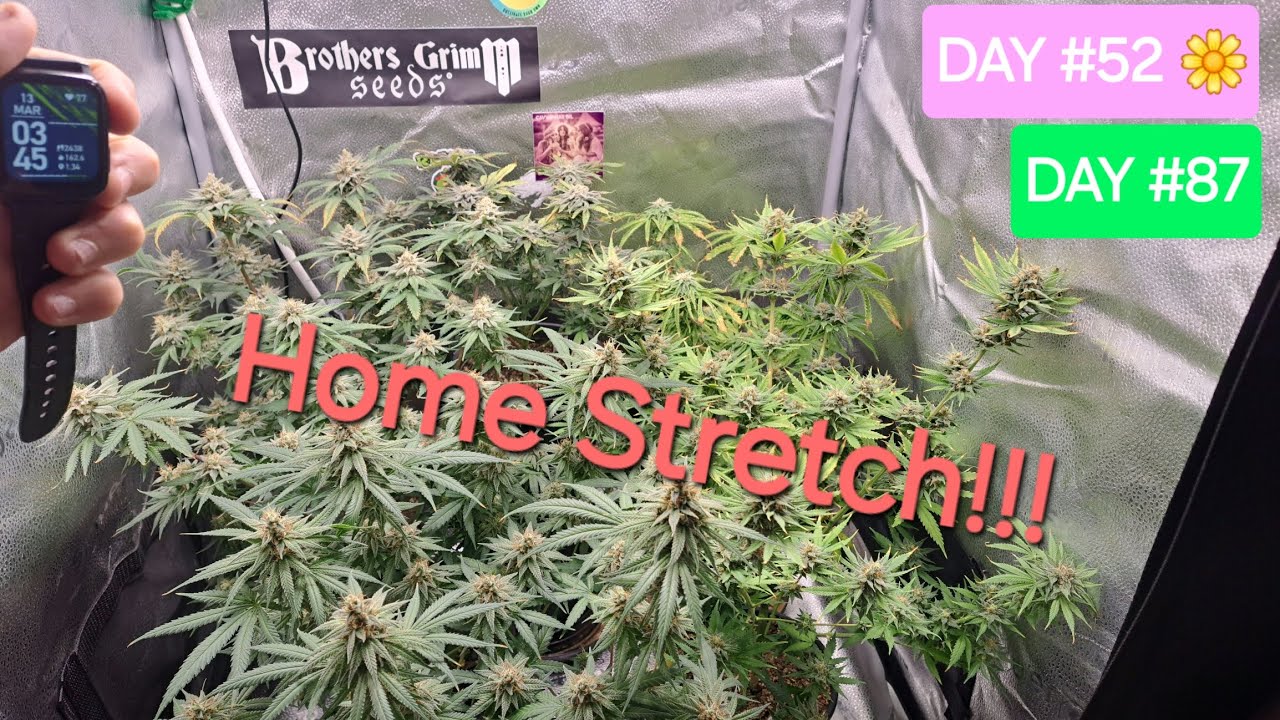 SEED TO HARVEST Flower Day #52!! Watering, Showing off Space Queen, and Burnt Apple!! 2x2 tent!