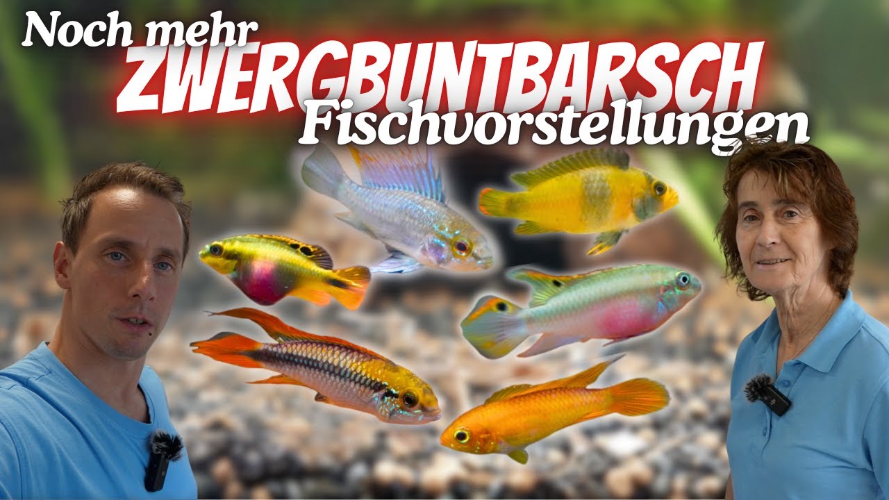 Seltene Zwergbuntbarsche -  Fischvorstellung aus der Aquaristik Lounge