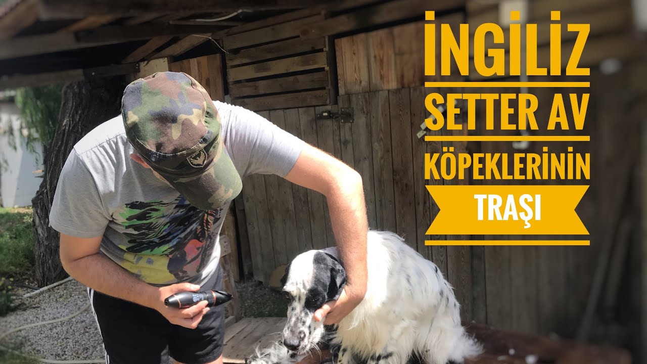 Setter Av Köpekleri traşı , (segugi setter da barba, бритье собак, كلاب الصيد واضعة )