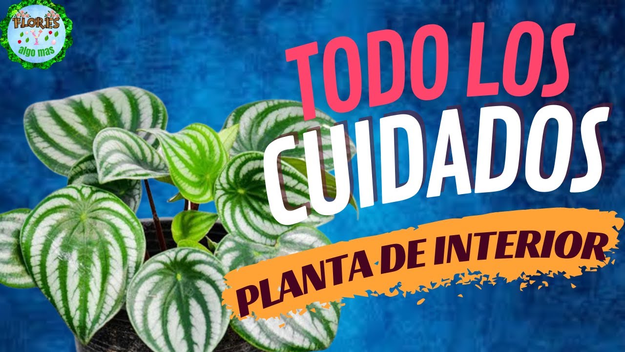 Todo lo que necesitas saber sobre los cuidados de la Peperomia Sandía en maceta