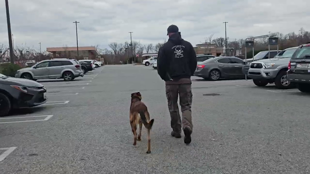 Kilo the Malinois | Public Off-Leash Training