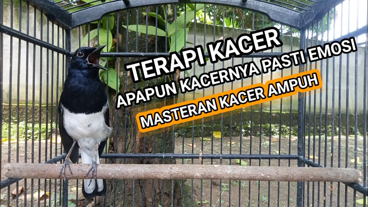 Kacer GACOR ngeplong KONSLET Tarung ini Paling Ampuh untuk PANCINGAN KACER agar EMOSI..
