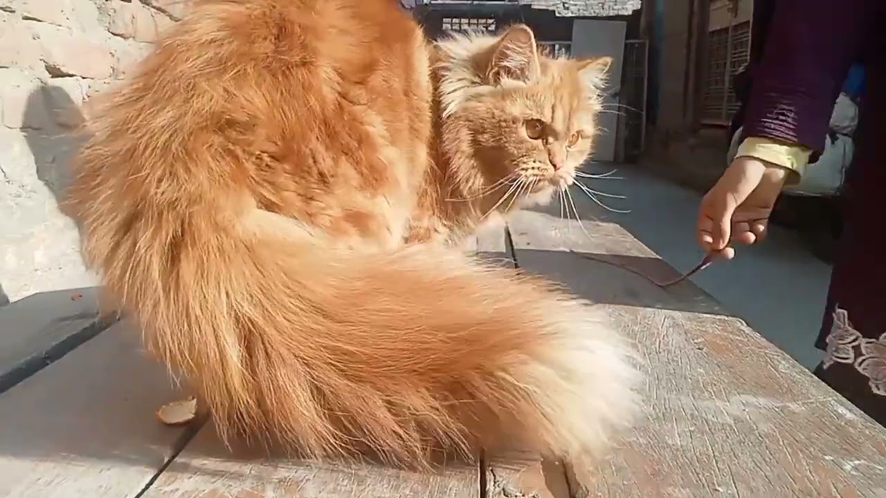Nice 🐈🐈 fun and more video vlog 