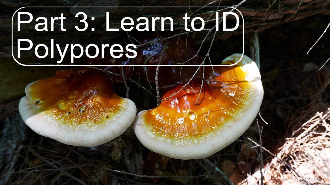 Mushroom Identification Course (Pt 3): Polypores #mushroom #mycology #foraging