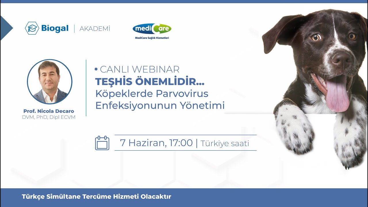Köpeklerde Parvovirus Enfeksiyonunun Yönetimi (Türkçe Çeviri)