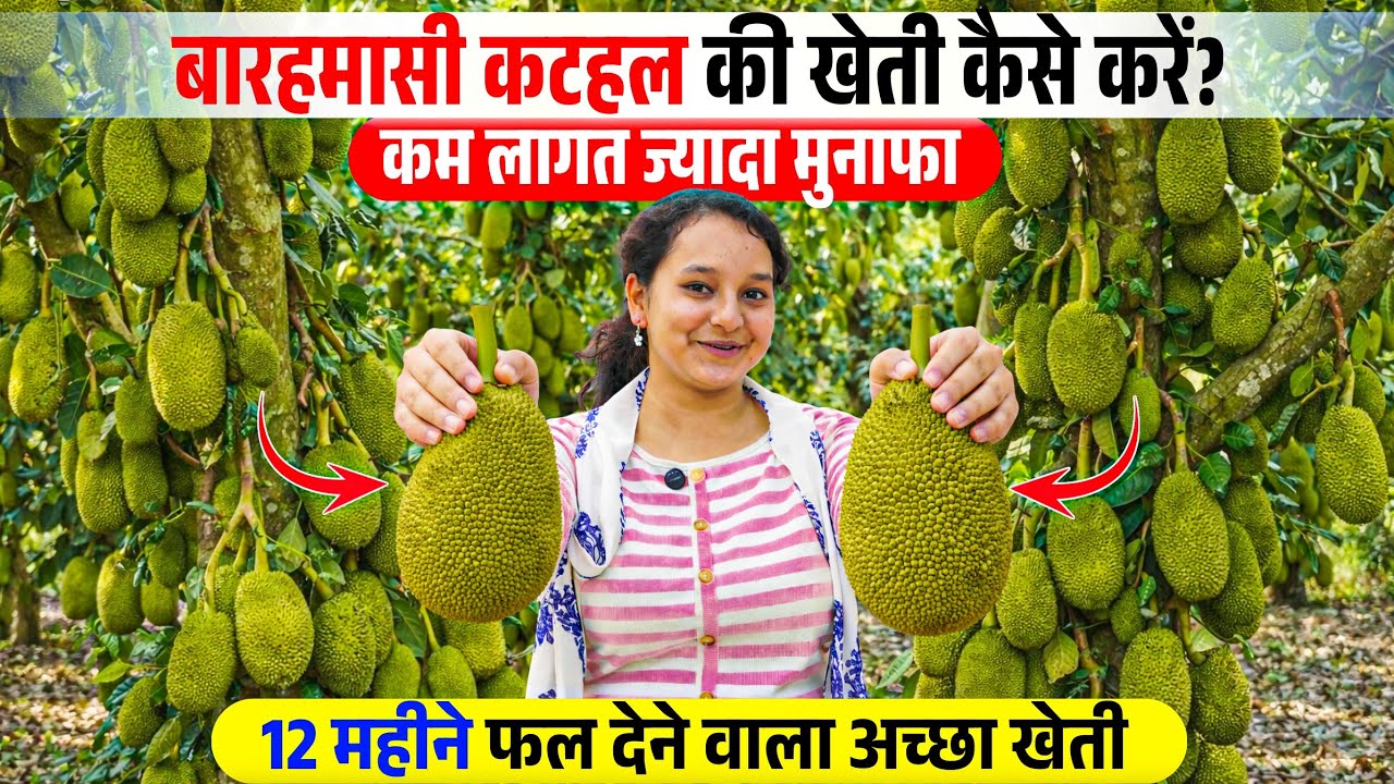 बारहमासी कटहल की खेती कैसे करें? | कम लागत ज्यादा मुनाफा |  Shabnam Nursery 2026