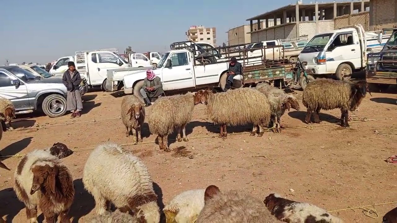 بيزار مسكنة 24 شباط الدلال عيسى الاحميدي حركة كويسة على الخاروف الوردي اخوكم عيسى المحمد 0998818346