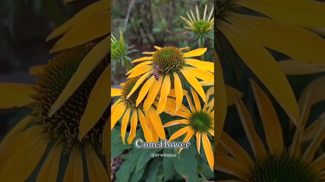 Echinacea
