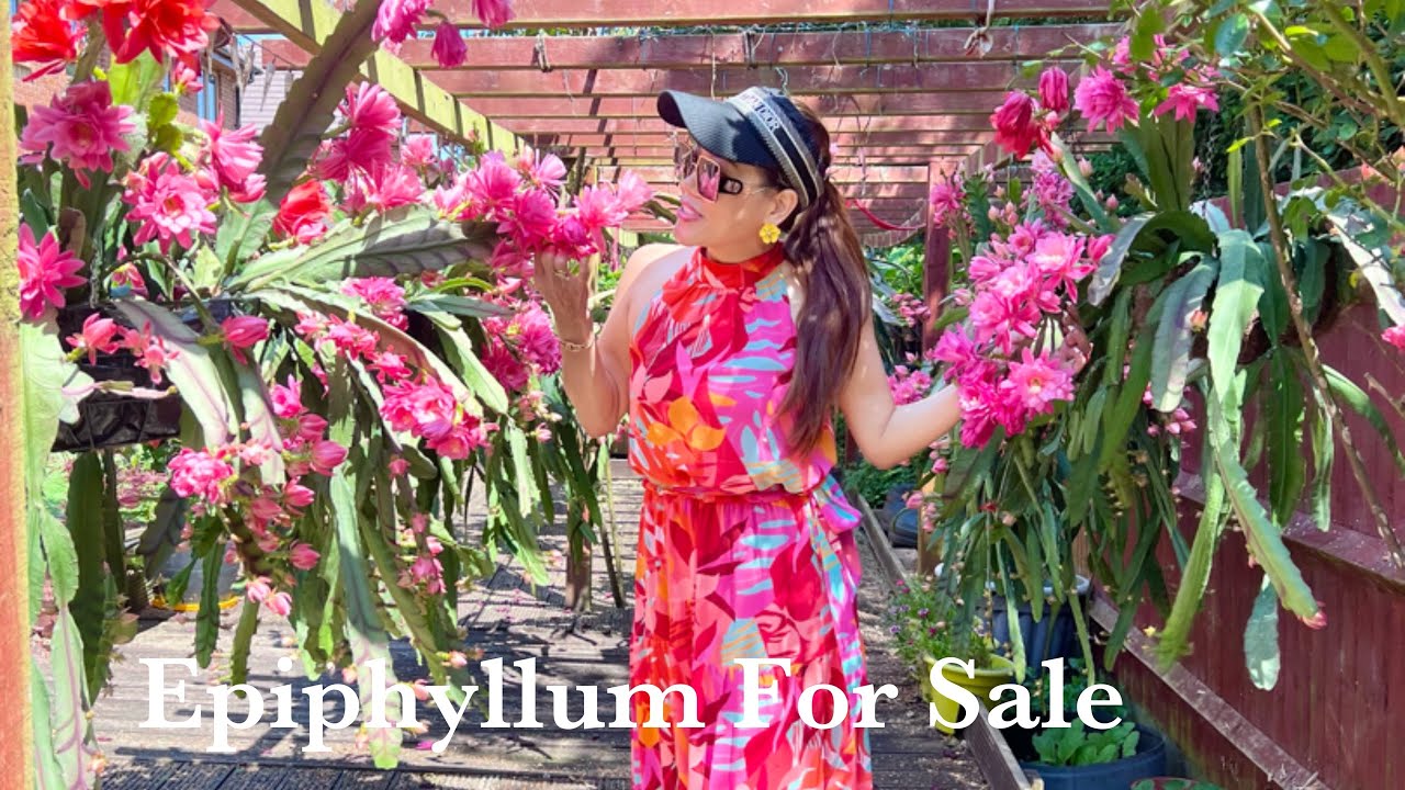 Epiphyllum For Sale