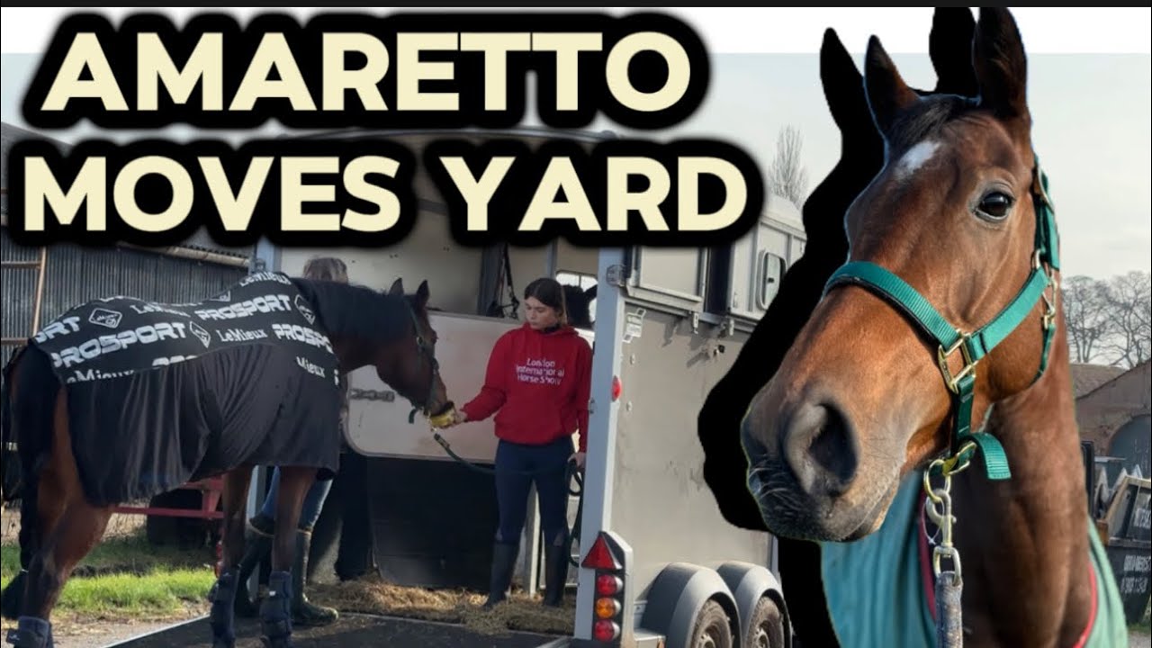 Amaretto moves yard 🥺 | the start of her retraining a ex race horse