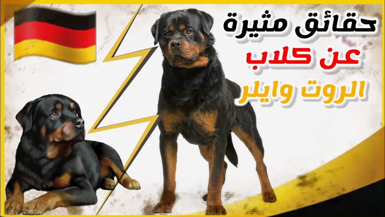 معلومات و حقائق مثيرة عن كلاب الروت وايلر || Rottweiler