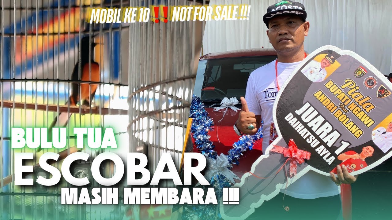 NOT FOR SALE‼️Kondisi Bulu Tua Escobar Masih Kuasai Tiket Utama‼️Raih Mobil Ke 10😱🔥