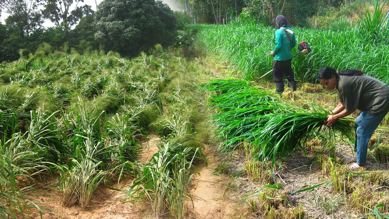 Amazing Mombasa Grass Cultivation for Free-range Chickens -Feeding Thousands of Chickens in the farm