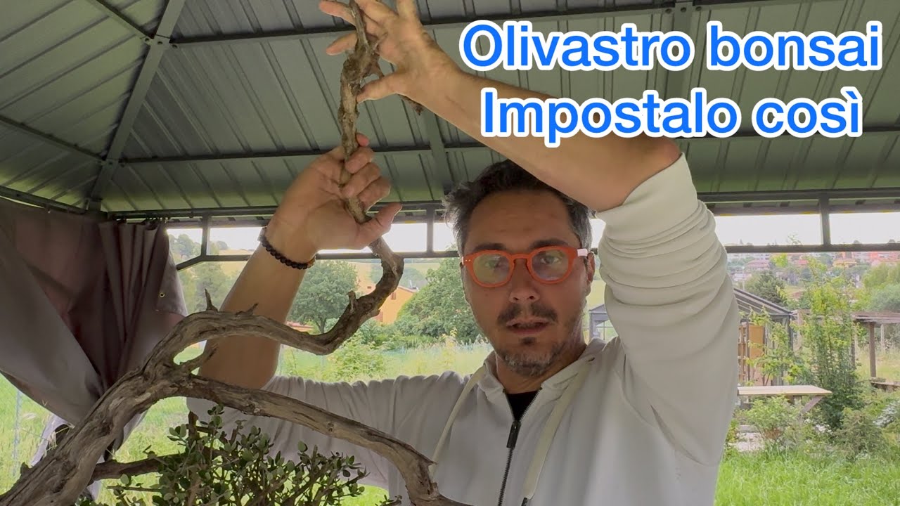 Olivo, Olivastro bonsai, impostiamo bene la ramificazione