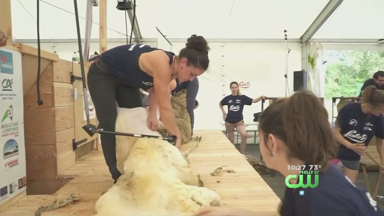 Competition In France Breaks Records; 2,500 Sheep Shaved In 24 Hours