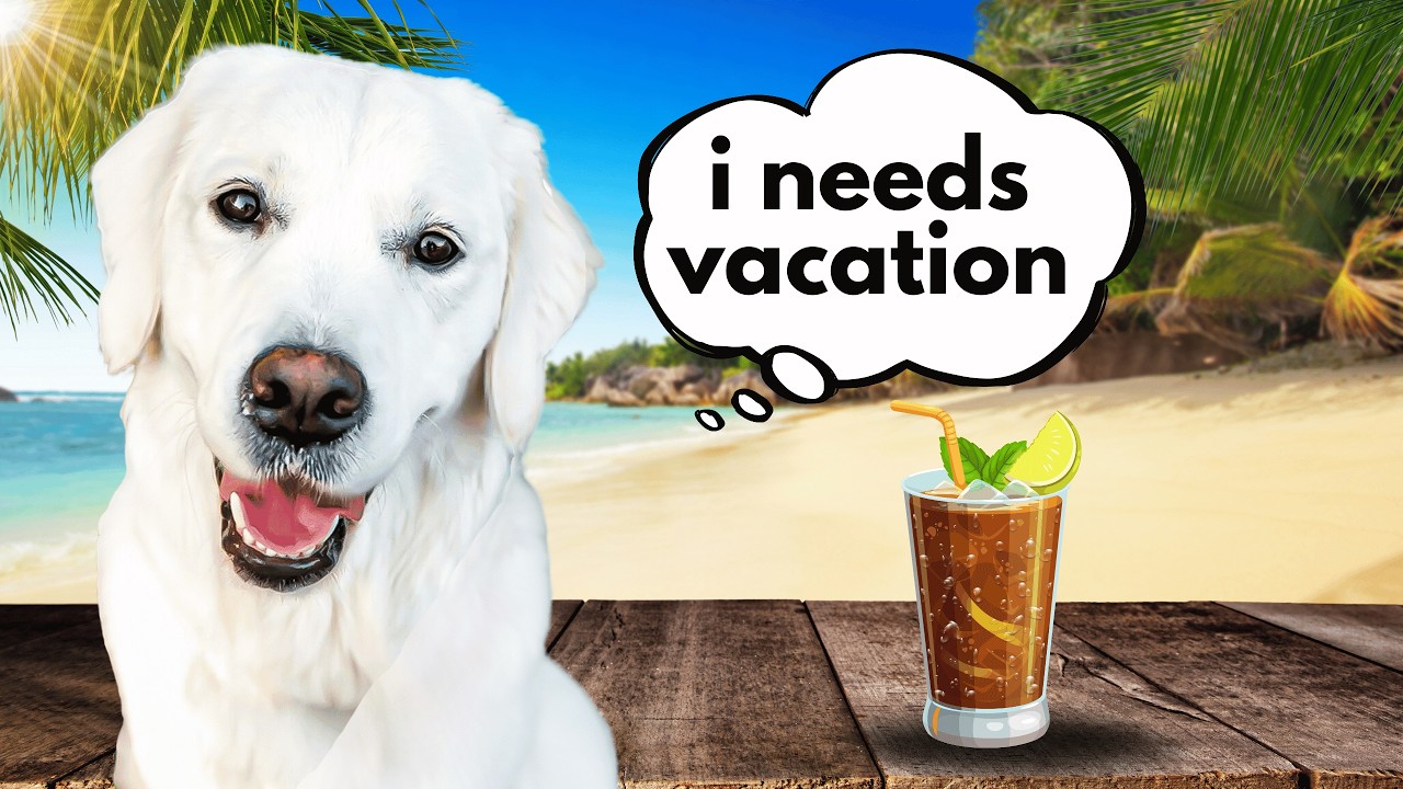 Top 10 DOG FRIENDLY Destinations To Visit!