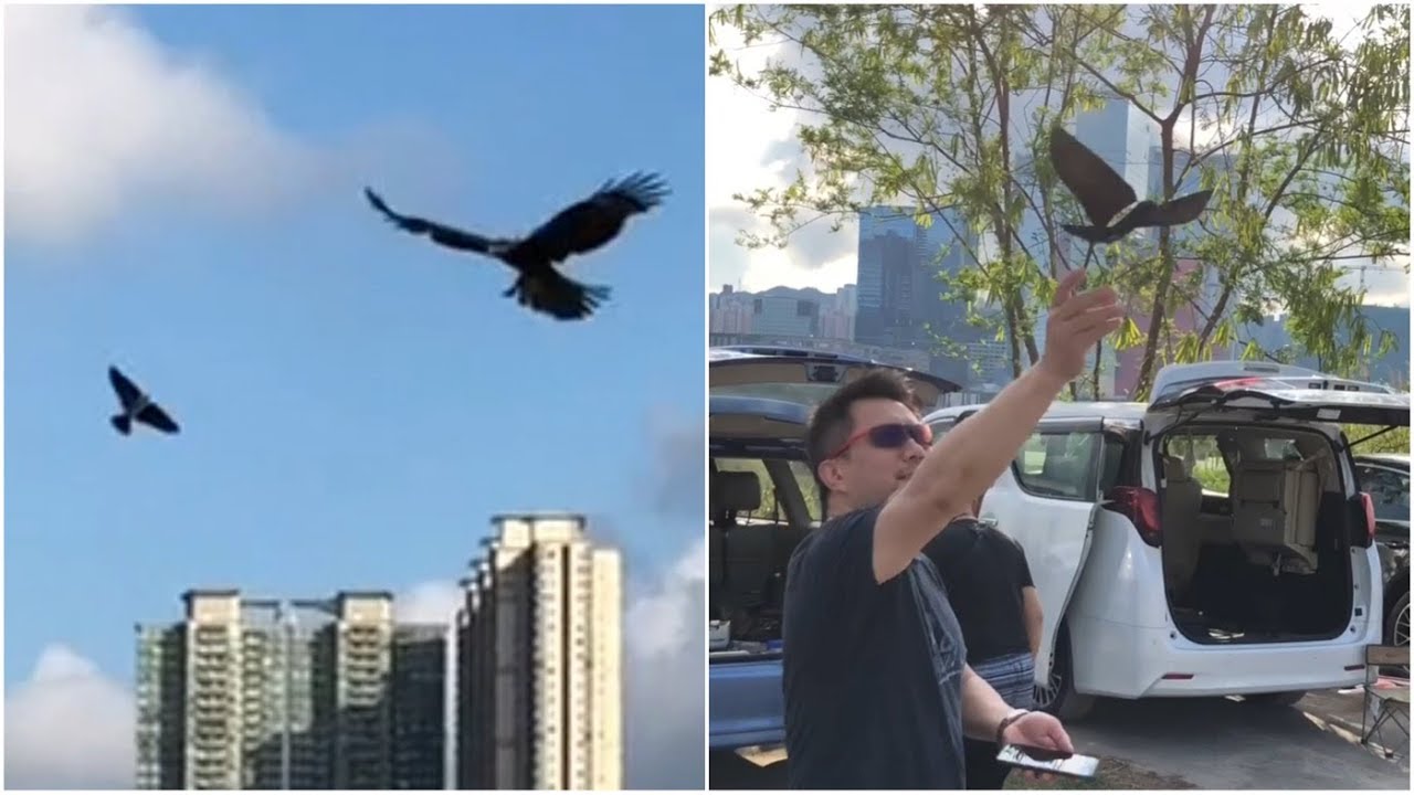Bionic Bird VS Raptors@HK KaiTak RC Airport