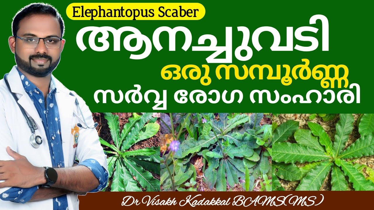ആനച്ചുവടി | Anachuvadi Malayalam | ഗുണങ്ങൾ ഉപയോഗരീതി അറിയാം | Dr Visakh Kadakkal