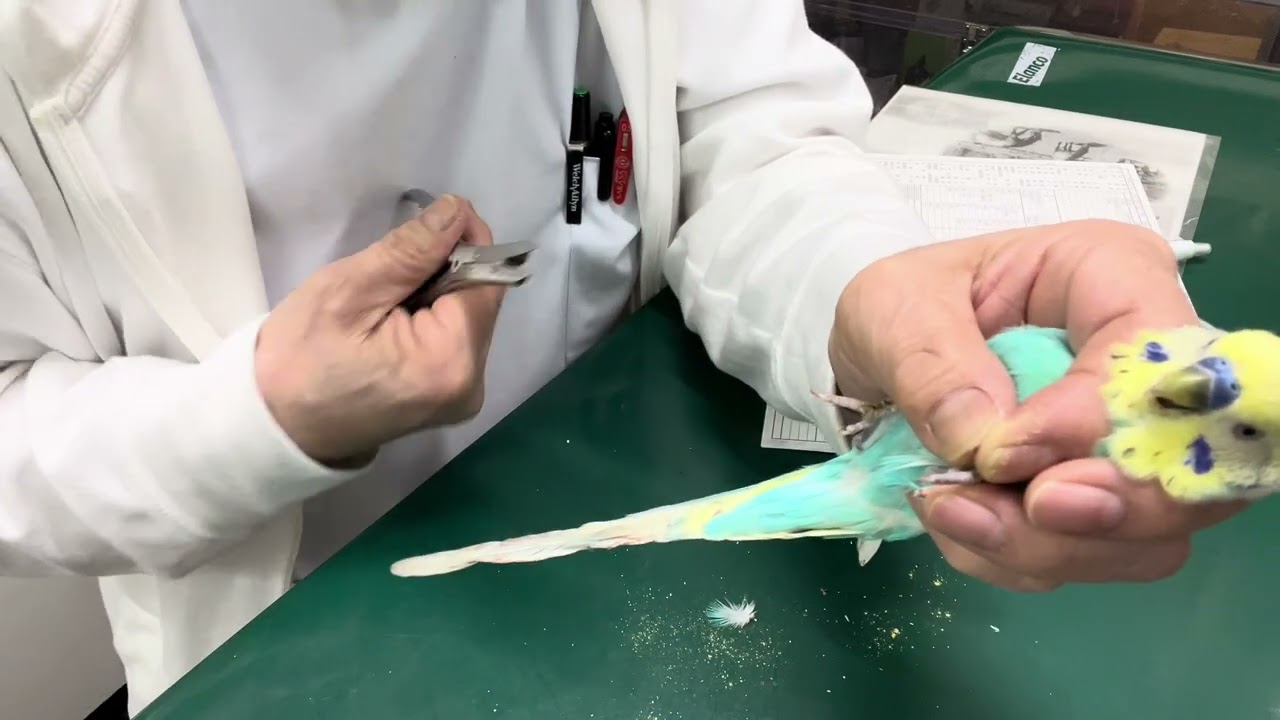 ①今朝爪切りして出血、血が止まらない、 6歳2ヵ月齢、セキセイインコのぴぃすけちゃんの問診、診察、体重39g、そのう餌 5粒、爪から出血、肝機能低下症、換羽、お話、治療、止血、爪切り、お話