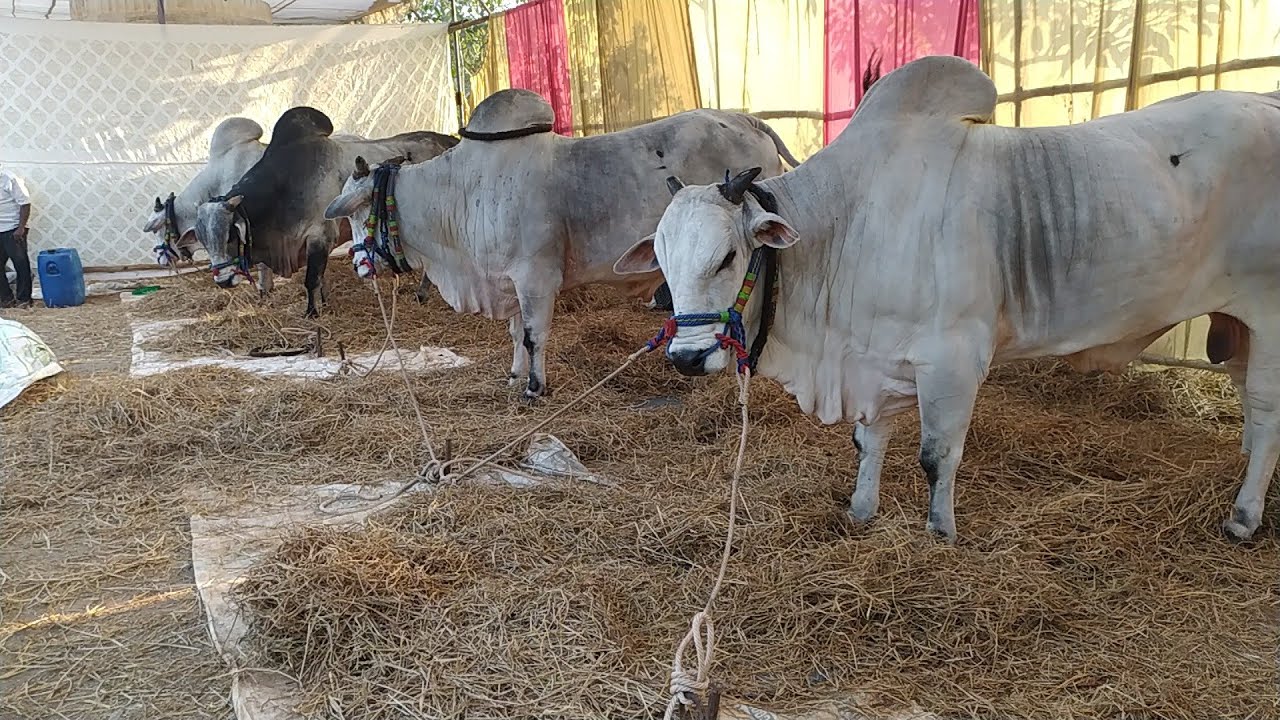 Junior & Senior Bulls In Narasaraopet Bull Race  నరసరావుపేట పందెంనికి వచ్చిన జూనియర్ సీనియర్ గిత్తలు