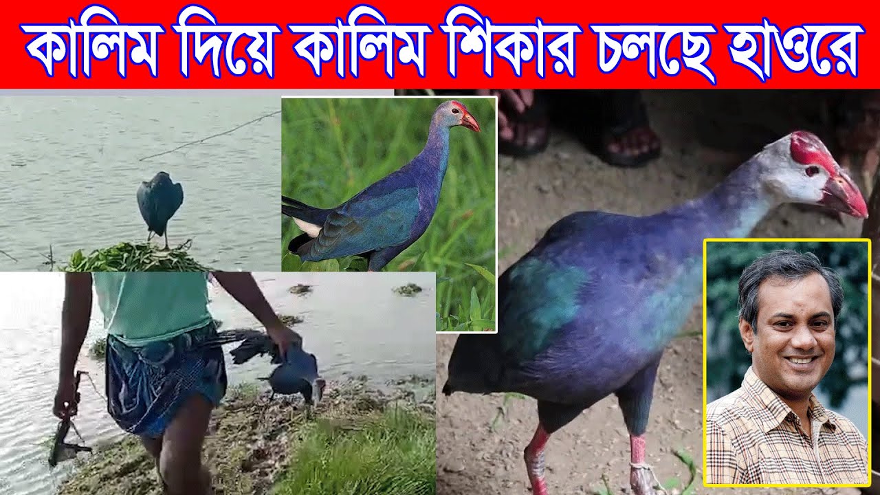 কালিম দিয়ে কালিম শিকার চলছে দেদারছে হাওরে। আতিক রহমান পূর্ণিয়া। Haor Fish