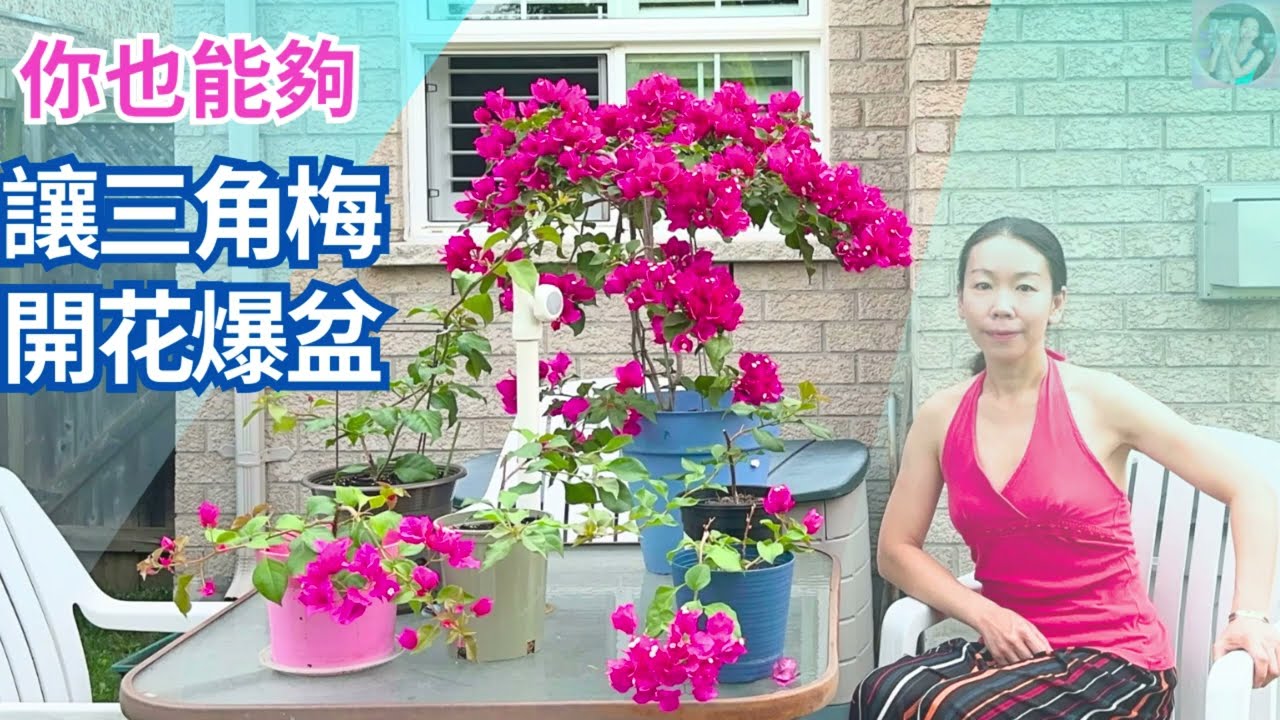 讓三角梅開花爆盆，第一步很多人都忽略了-——分享三個經驗，你也會成為最好的花匠！附三角梅剪枝訣竅，全是乾貨  #三角梅 #园艺 #gardening #养花知识 #剪枝 #扦插 #九重葛