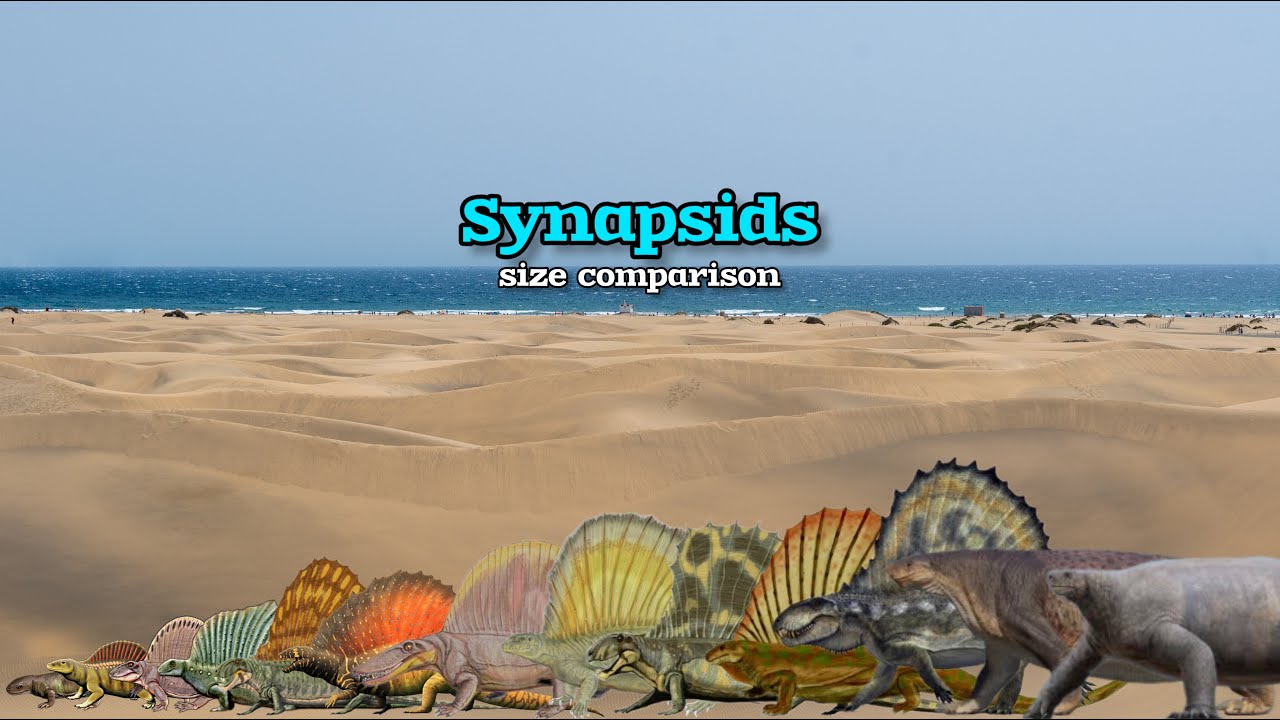 SYNAPSIDS - Size Comparison.