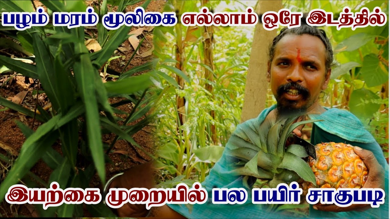 பல பயிர் சாகுபடி | ஒரே இடத்தில 40 வகையான பயிர்கள் | Five Layer Farming | Multi Crop Organic Farming