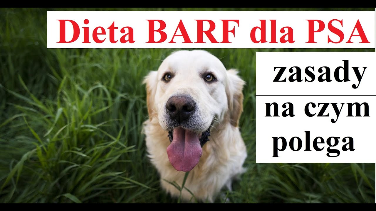 Dieta BARF dla PSA - zasady,  na czym polega