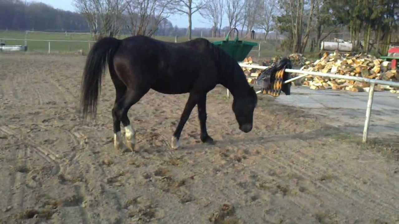 Pferd beim wälzen.MP4