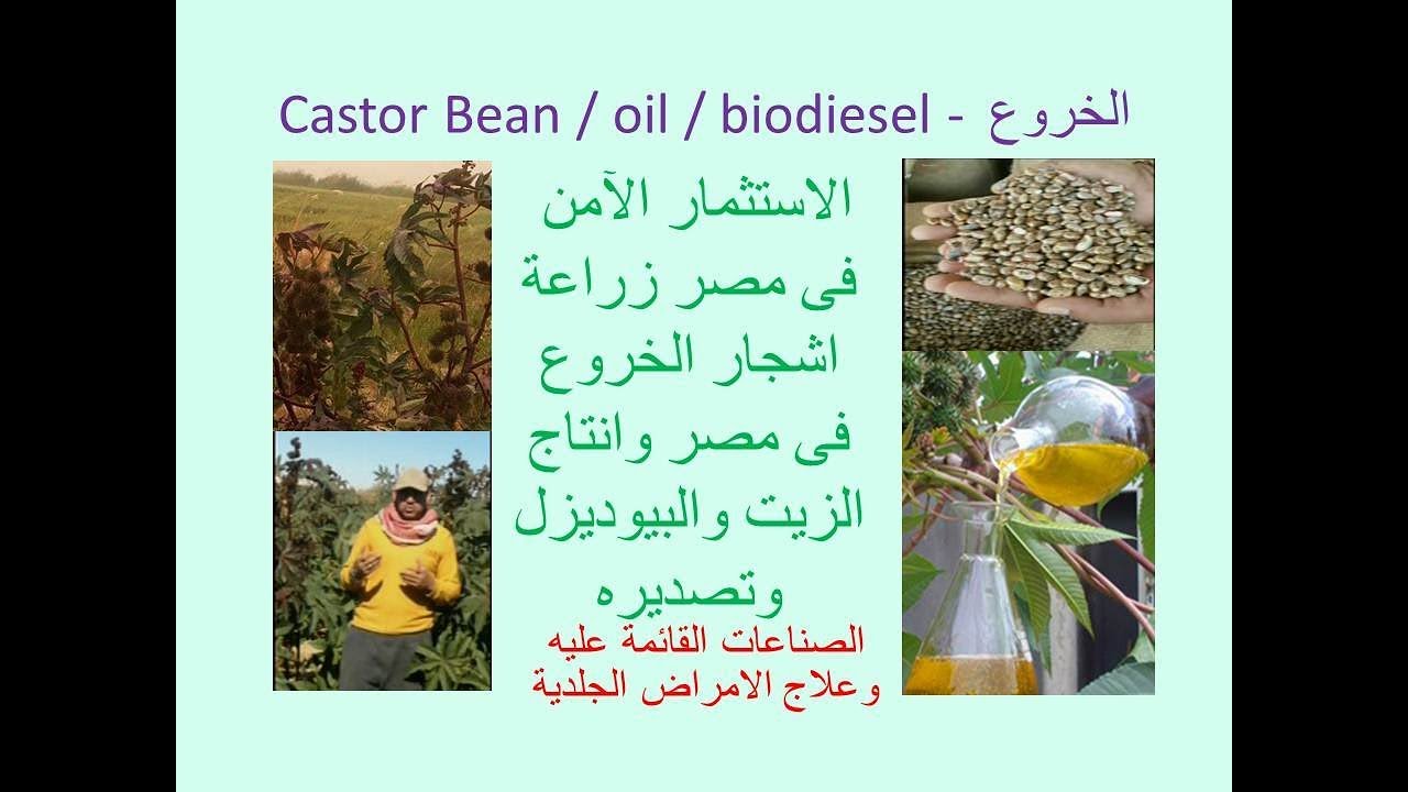 الخروع - استثمار آمن - اسرع دورة لرأس المال   CASTOR BEAN