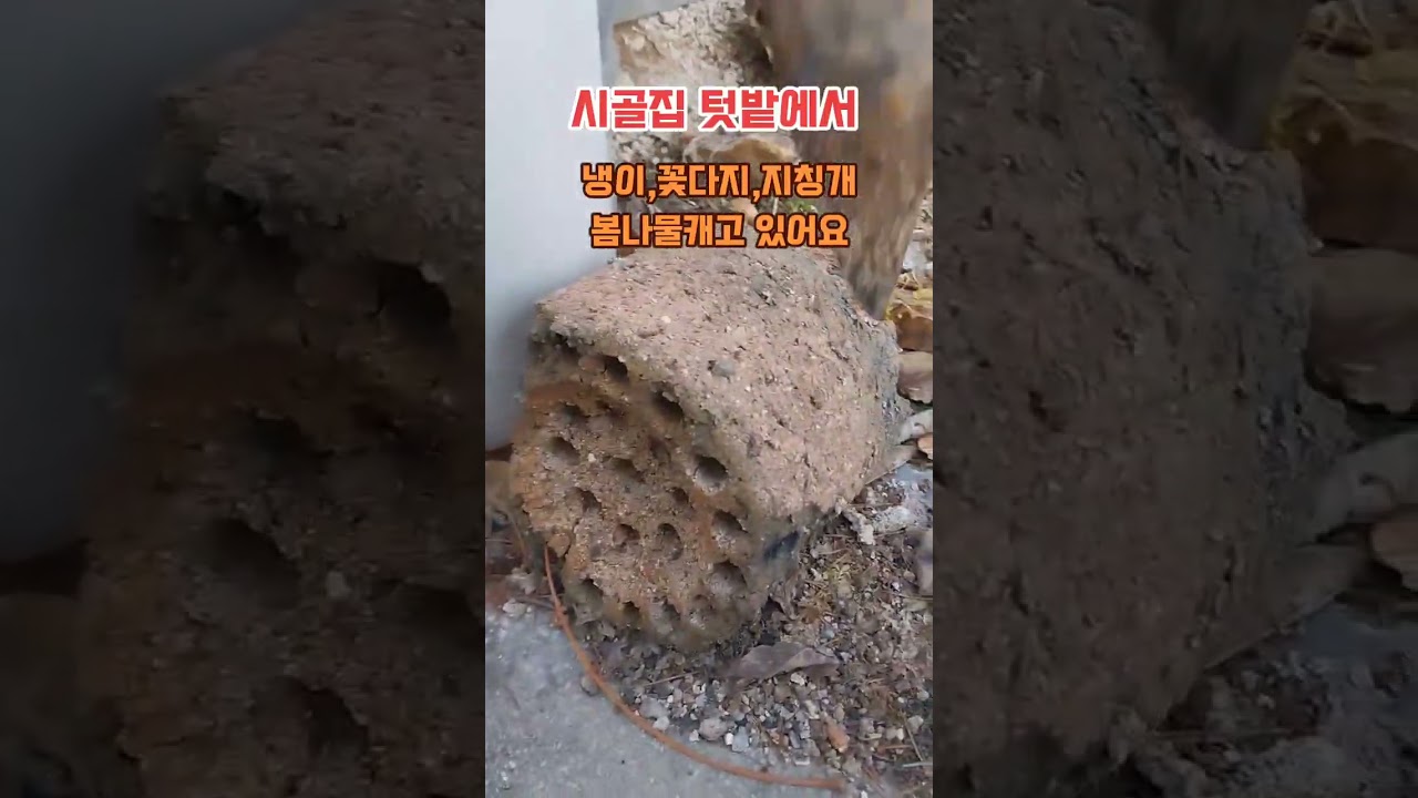 시골집 텃밭에서 봄나물을 캐고 있어요.