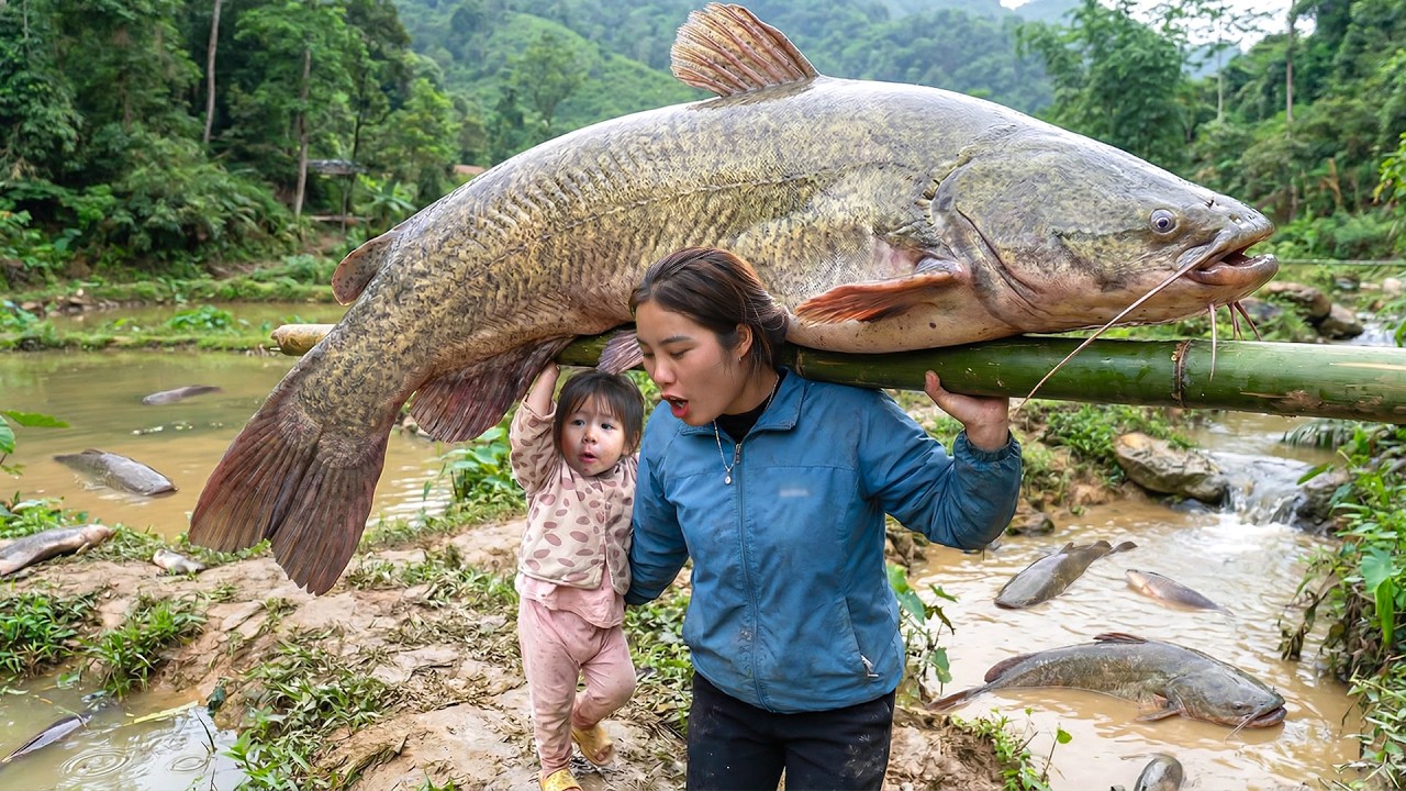 Harvesting MONSTER Fish with Single mom to Sell at market - Cooking nutritious porridge for children