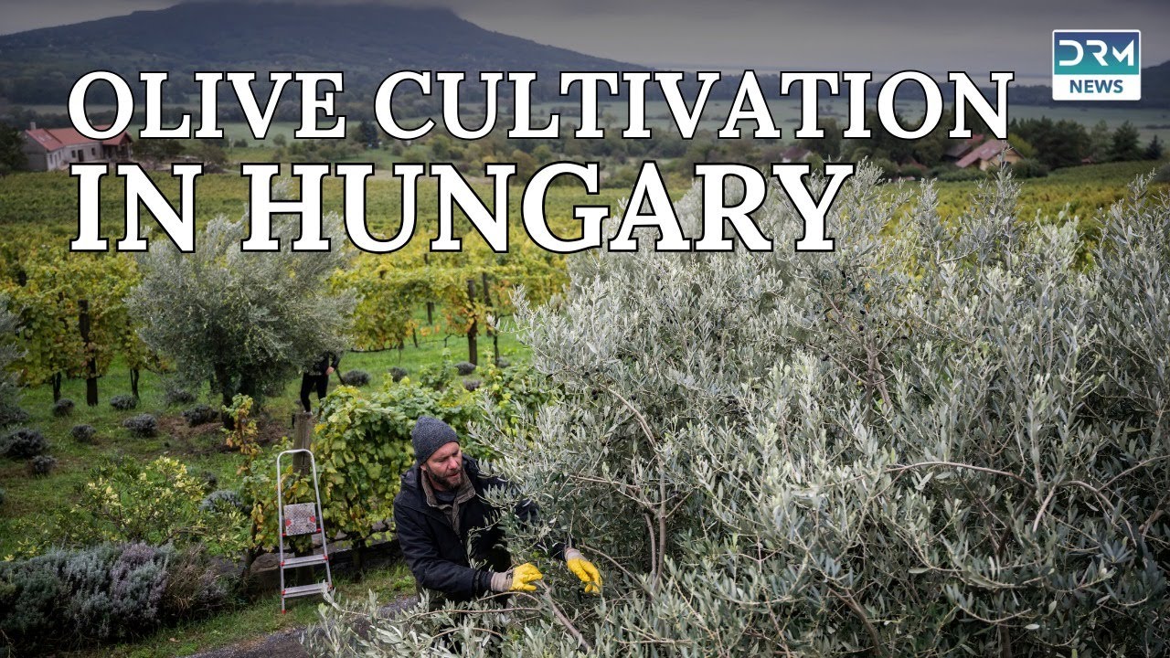 How Climate Change Is Bringing Olive Farming to Hungary | DRM News |AF1E