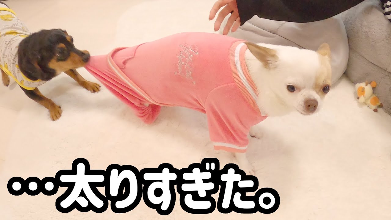 妹が着ているパツパツの服が自分の服だと気づき焦る姉犬が可愛いw