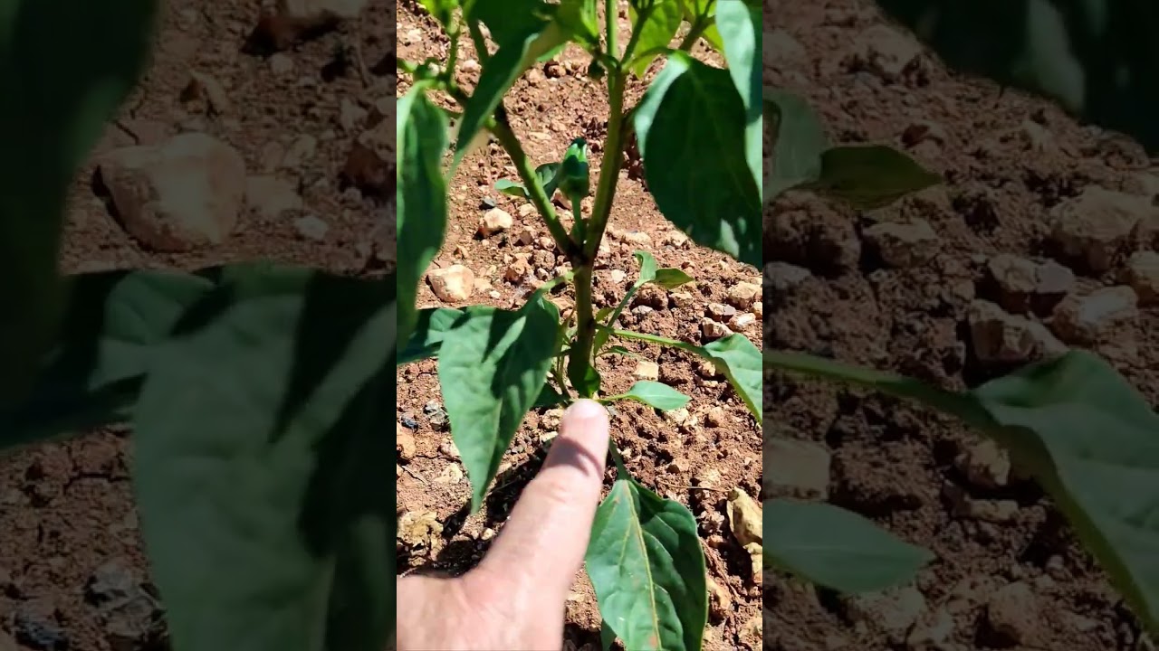 &iquest; C&oacute;mo podar planta de pimientos ? #podar #pimientos #pimiento #podarpimientos #podaa #huertos