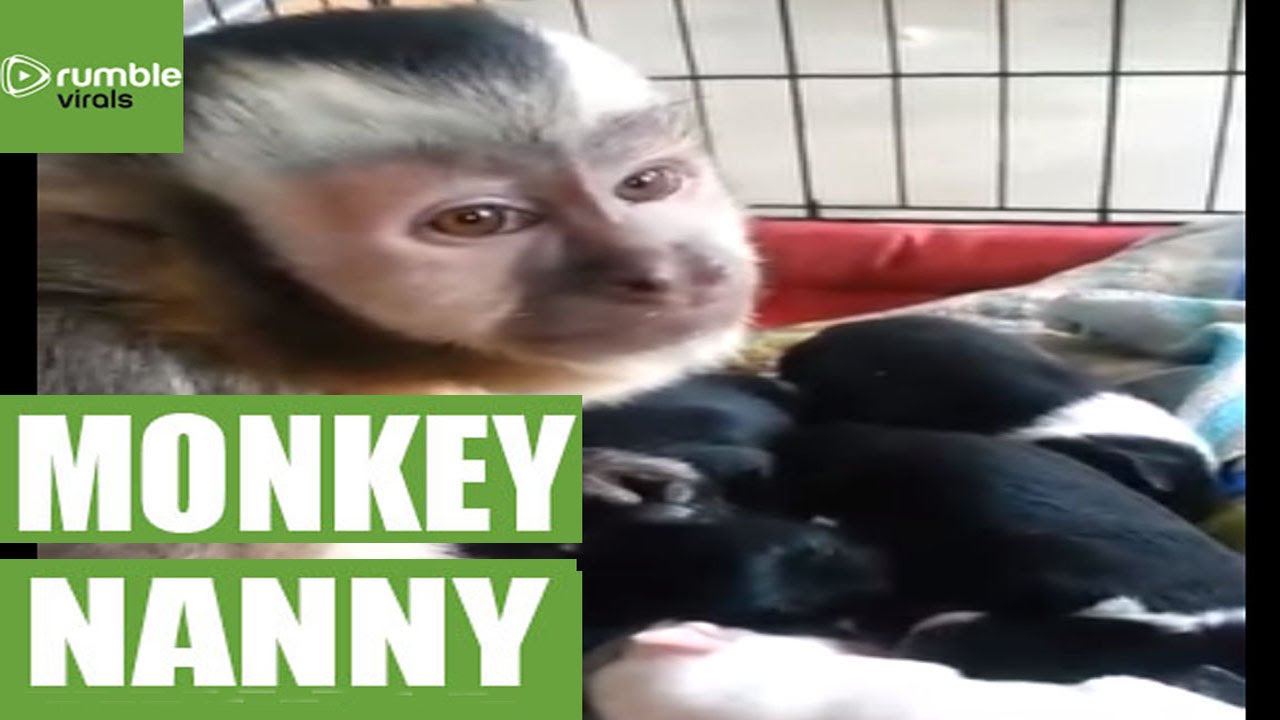 Loving monkey watches over litter of puppies