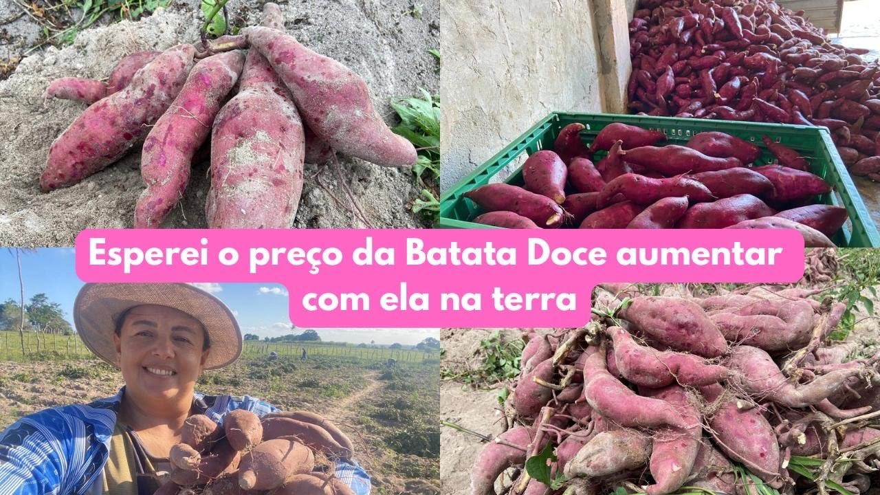 COMO CONSEGUIR DEIXAR A BATATA DOCE ARMAZENADA NA TERRA DURANTE SEIS MESES E MEIO 🍠👀😉