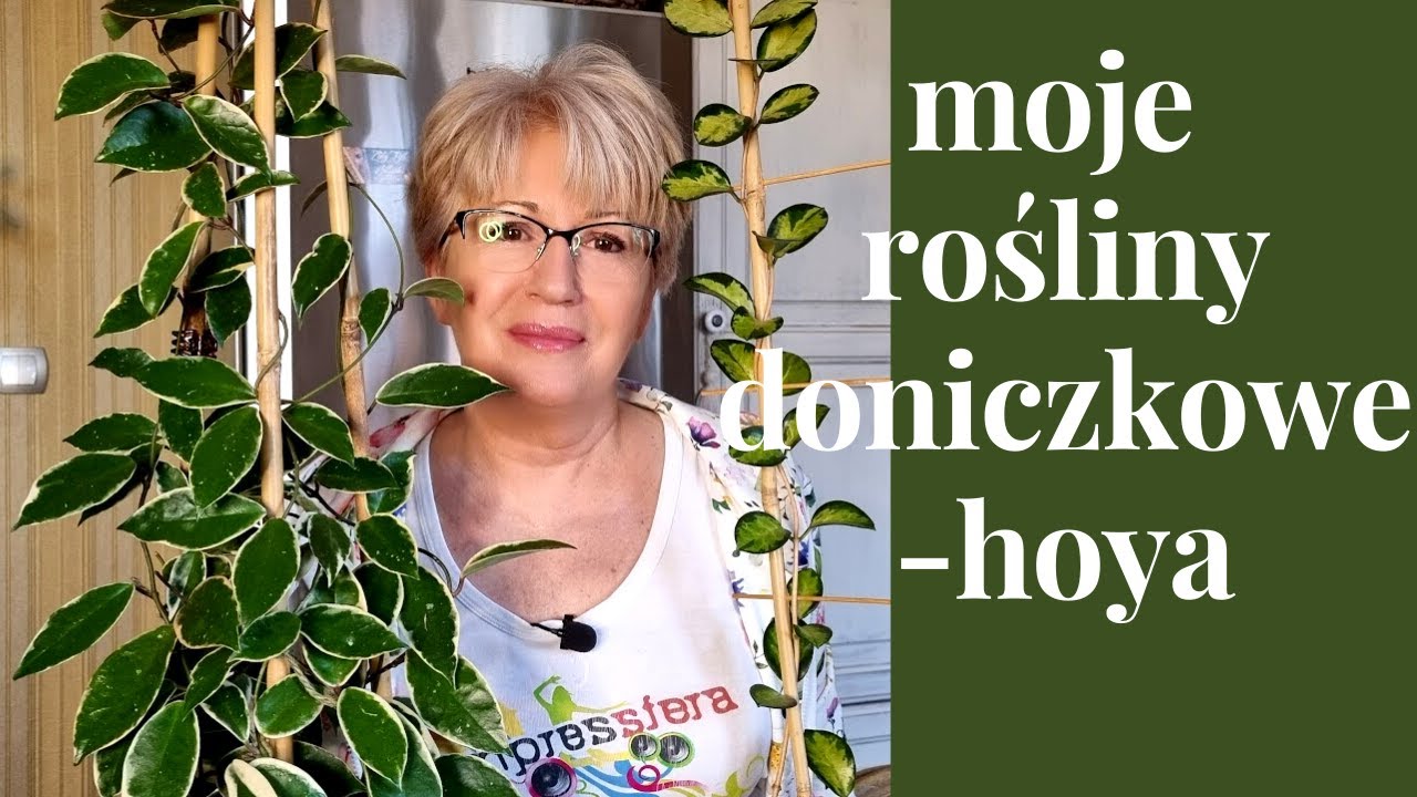 POGADUCHY O MOICH ROŚLINACH/HOYA AUSTRALIS LISA I HOYA CARNOSA 